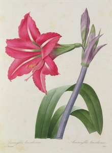 Amaryllis bresiliensis (amarilis brasileño), grabado por Victor, de 